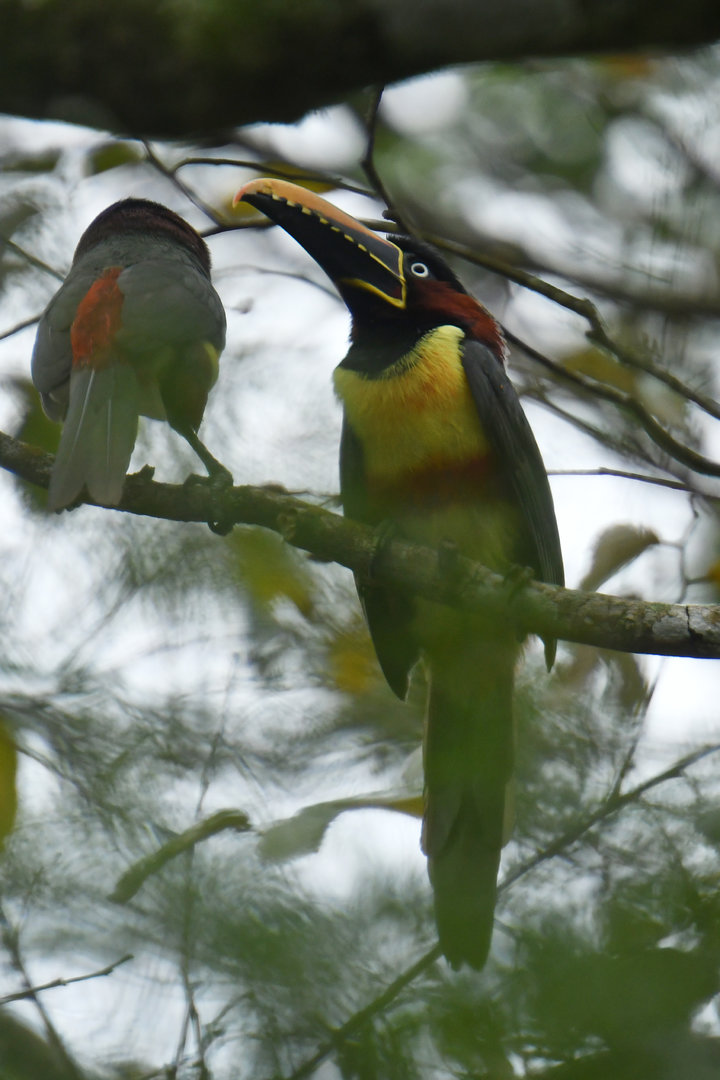 Chestnut-eared Aracari Pteroglossus castanotis