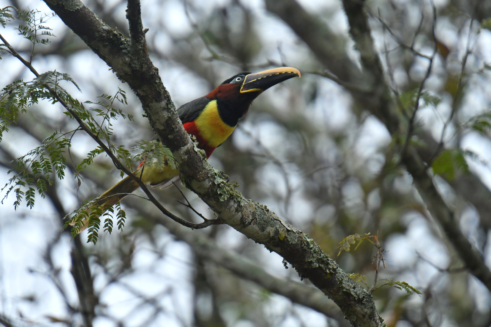 Chestnut-eared Aracari Pteroglossus castanotis