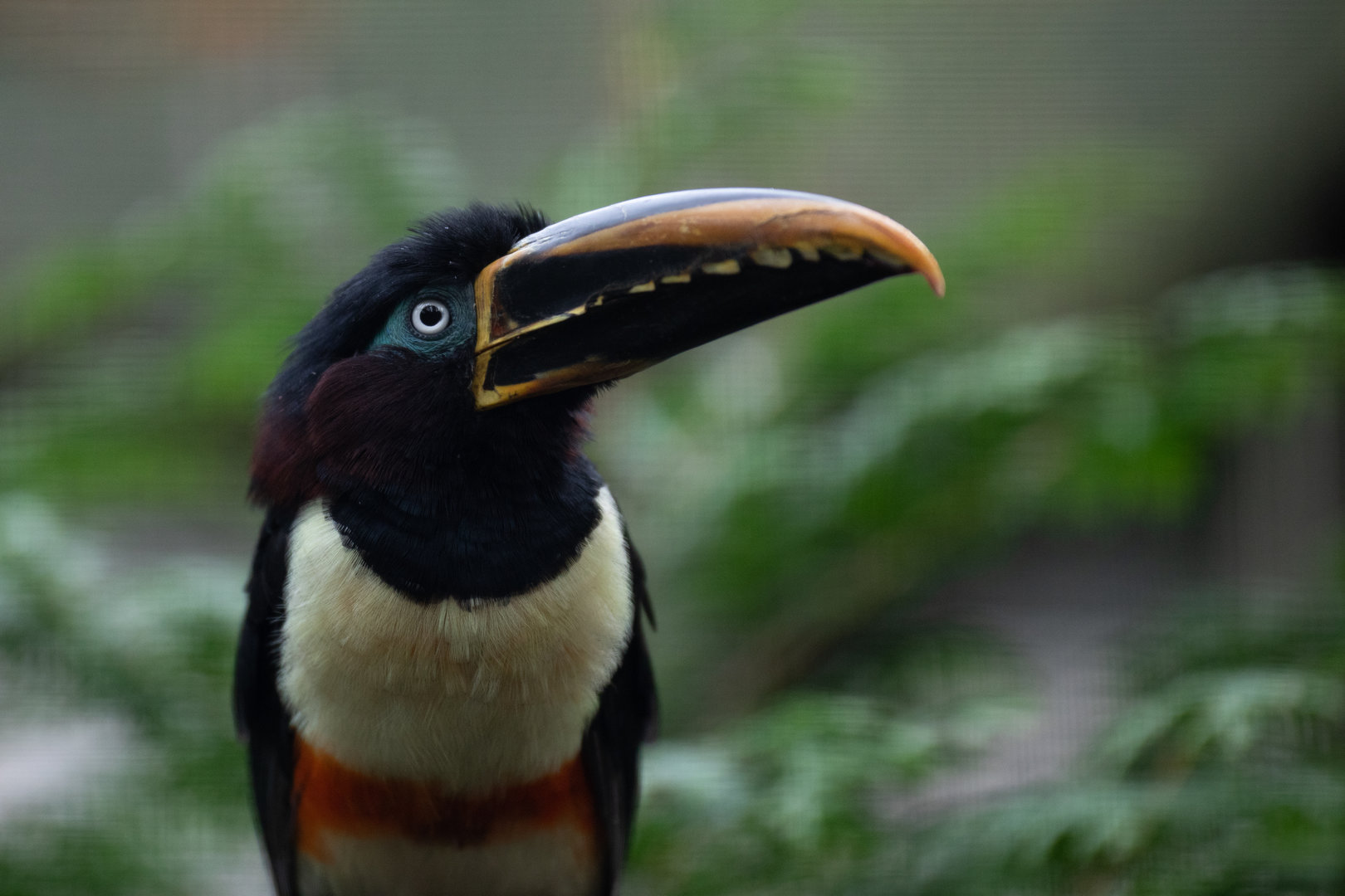 Chestnut-eared araçari (Pteroglossus castanotis)