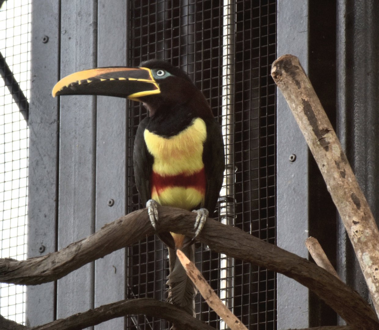 Chestnut-eared Aracari (Pteroglossus castanotis)