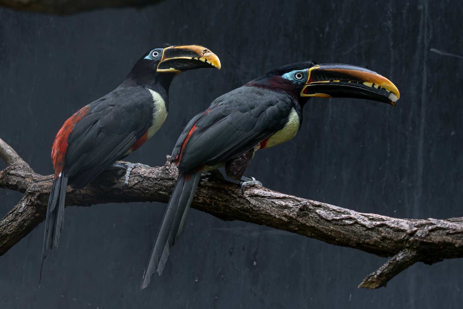 Chestnut-eared aracari (Pteroglossus castanotis)