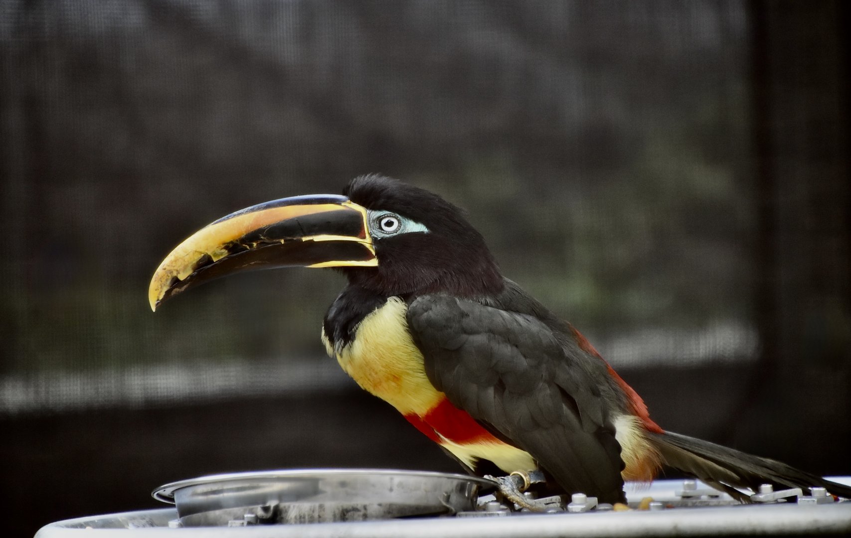 Chestnut-Eared Aracari (Pteroglossus castanotis)