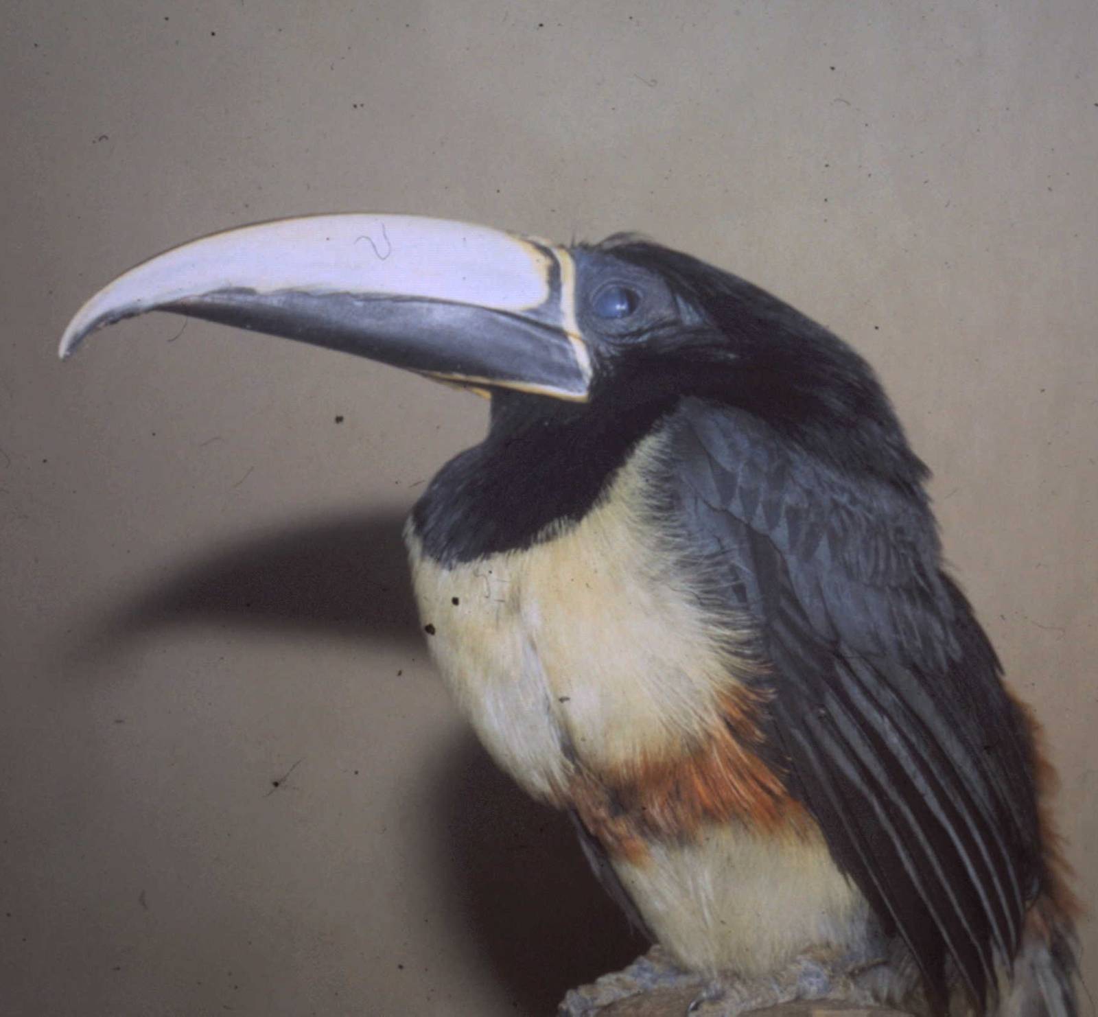 Chestnut-eared aracari