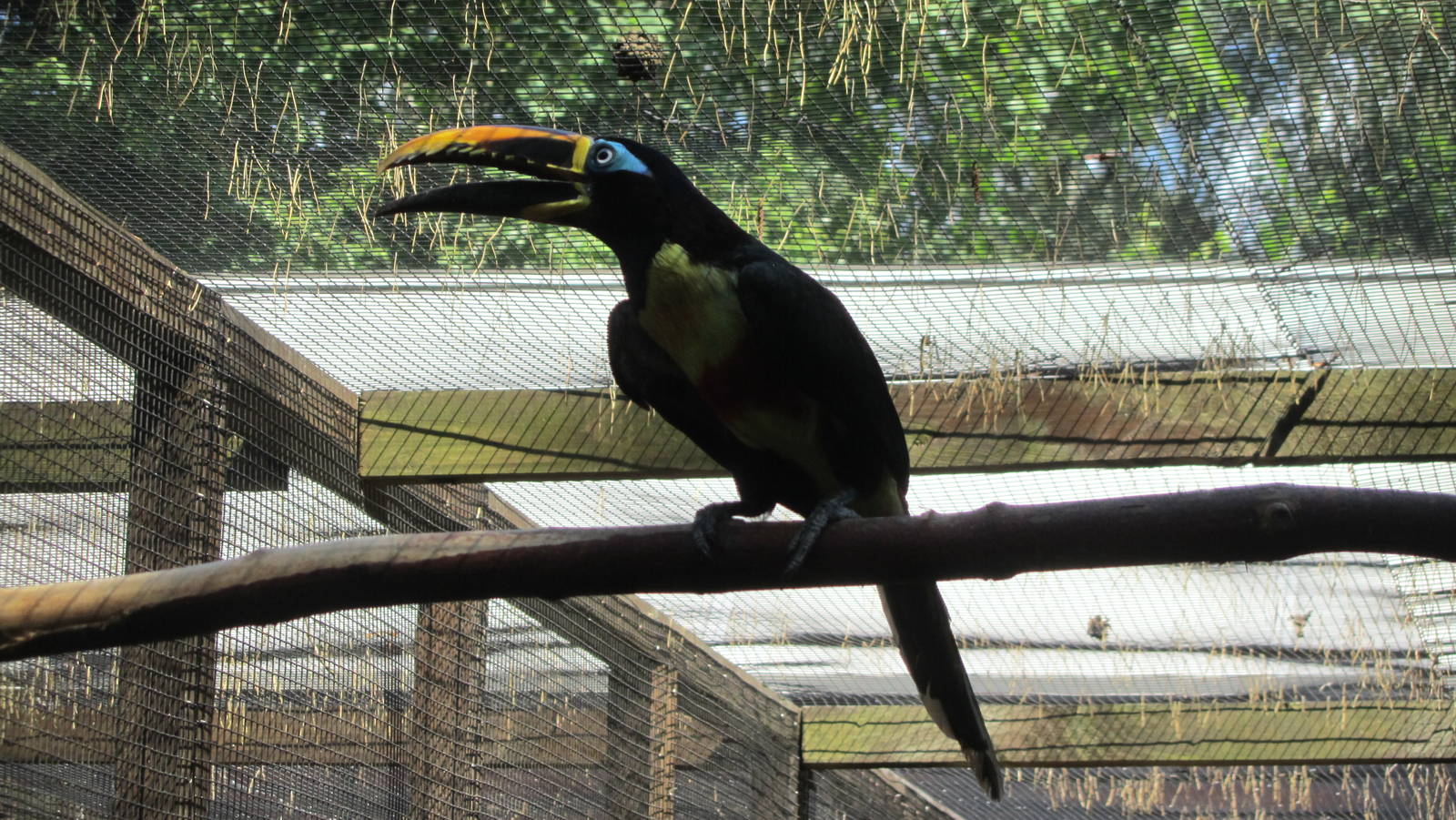 Chestnut-eared aracari
