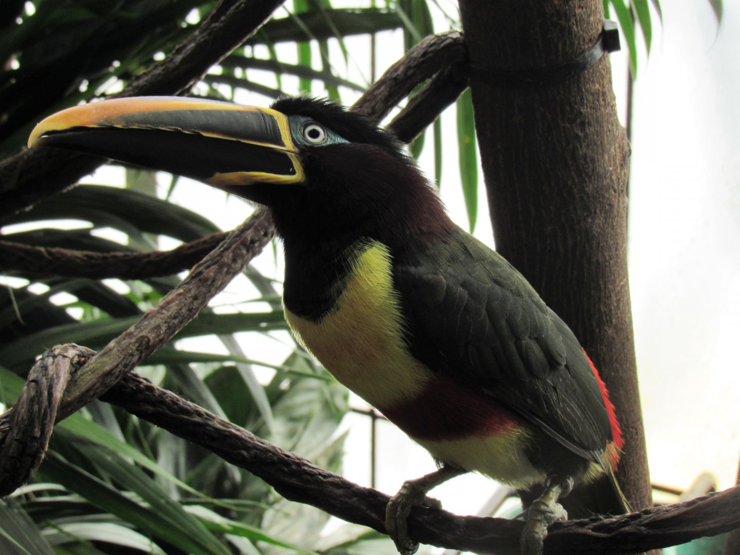 Chestnut Eared Aracari
