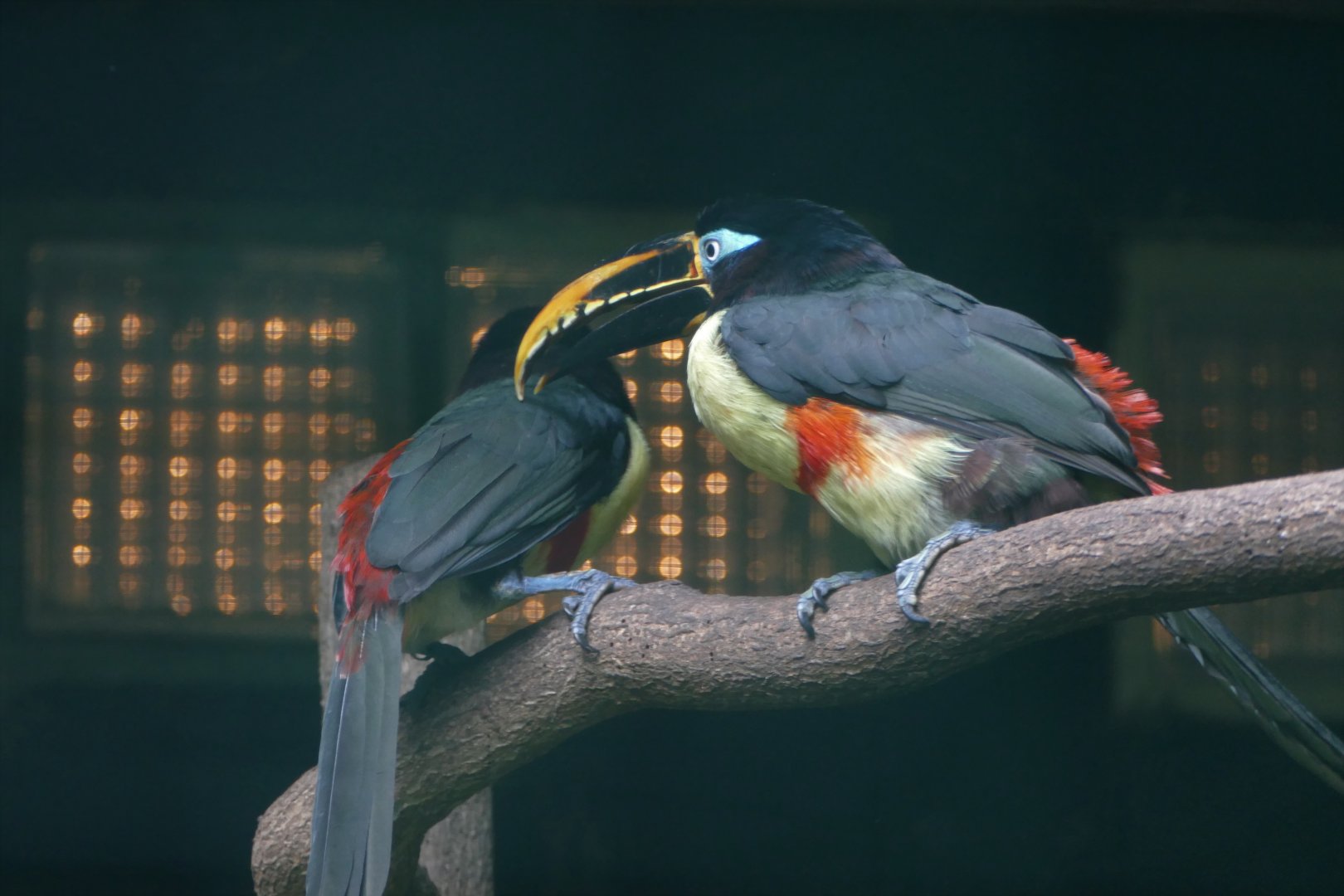 Chestnut-eared aracari
