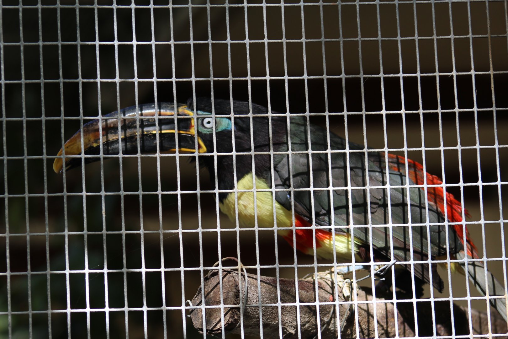 Chestnut-Eared Araçari