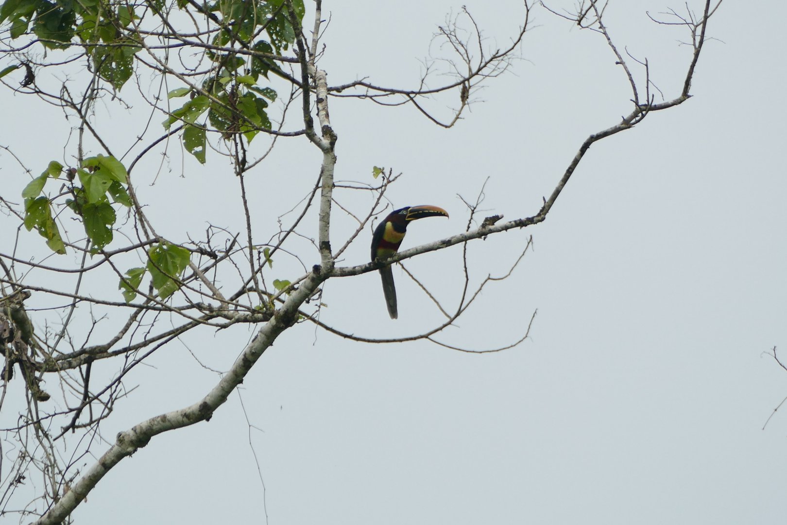 Chestnut-eared Araçari