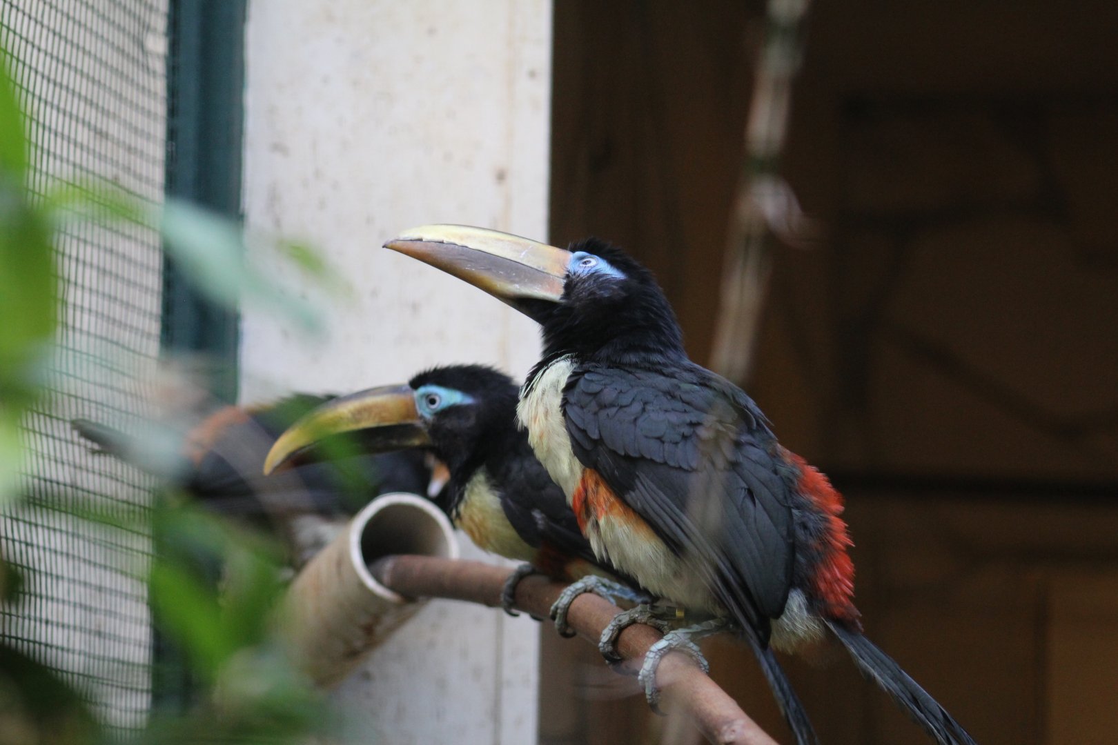 Chestnut-Eared Araçari