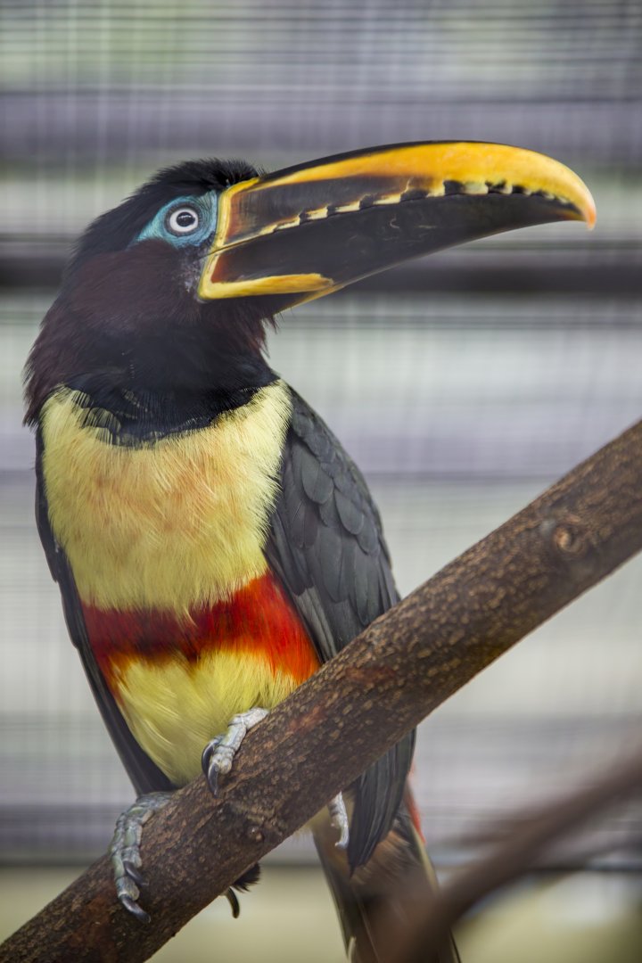 chestnut-eared aracari