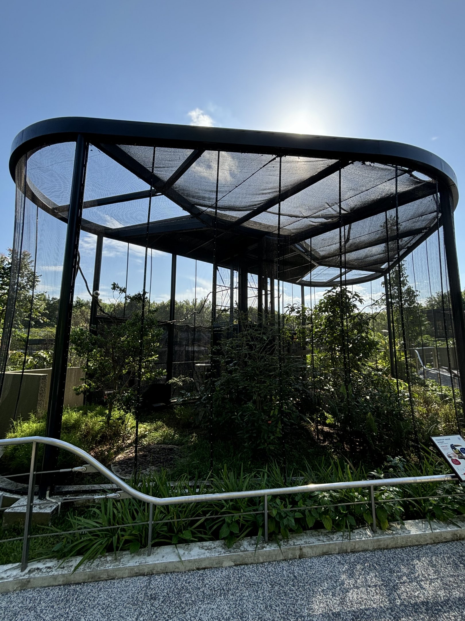 Chestnut-eared Aracari