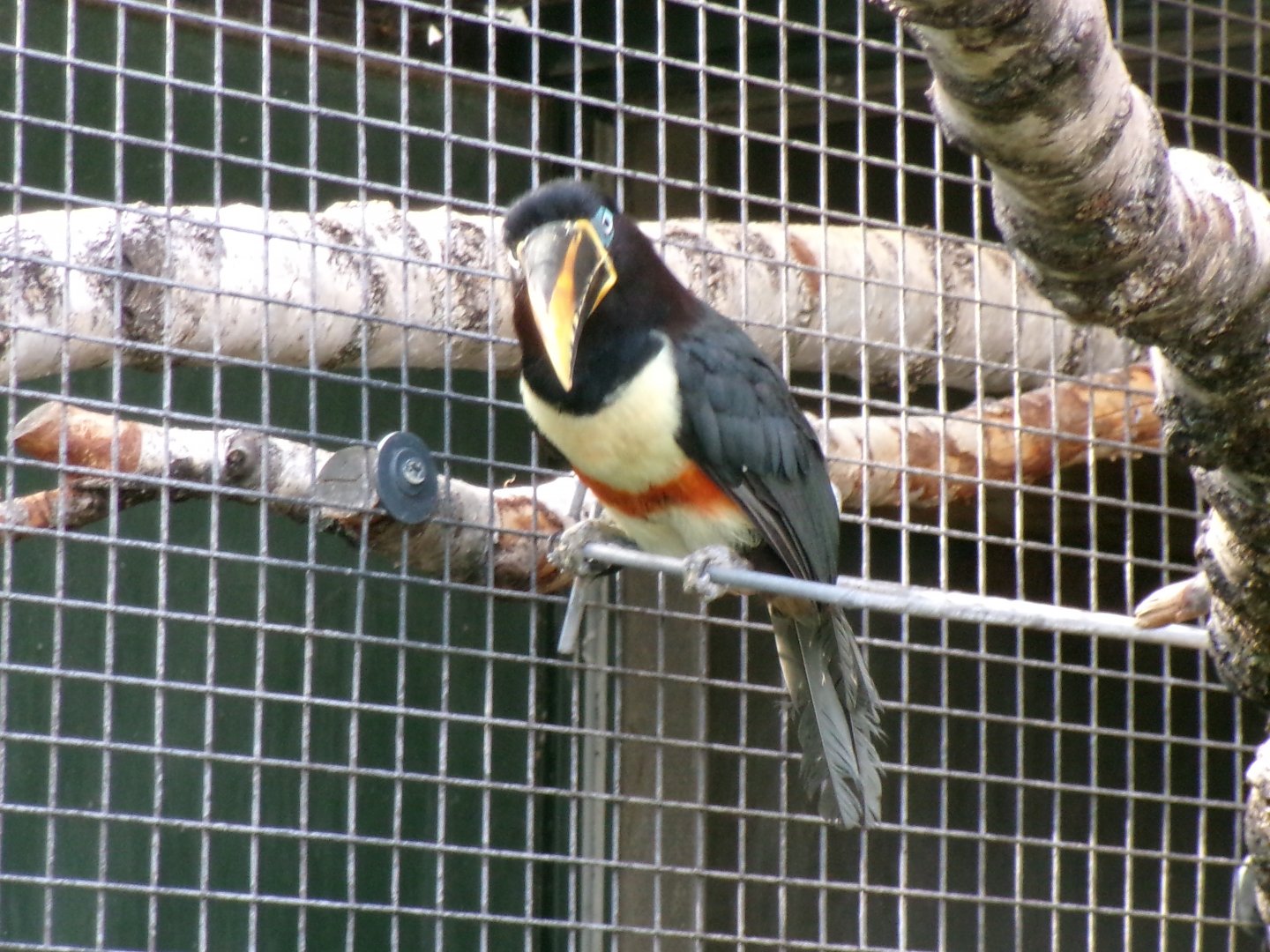 Chestnut-eared aracari