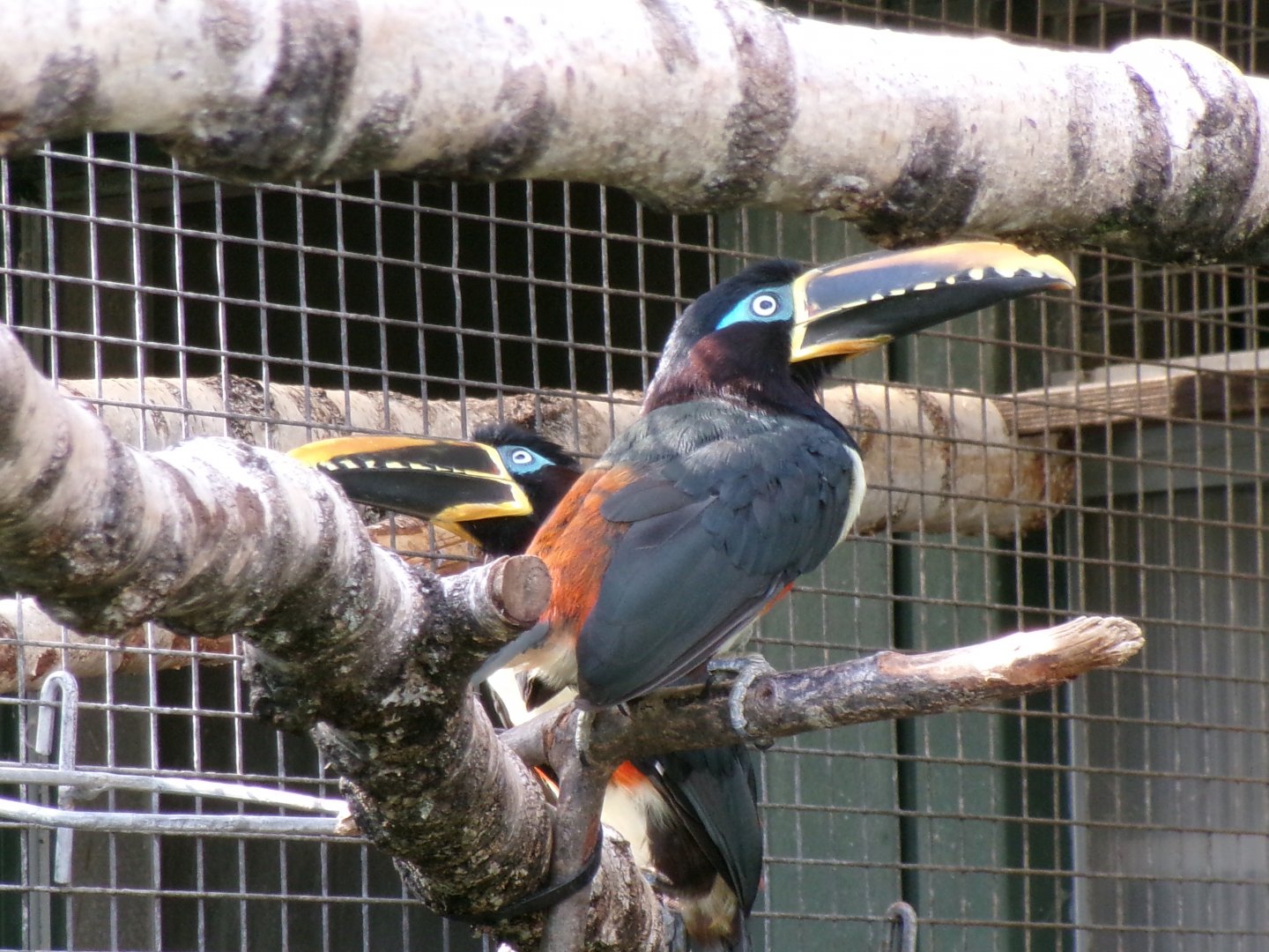 Chestnut-eared aracaris