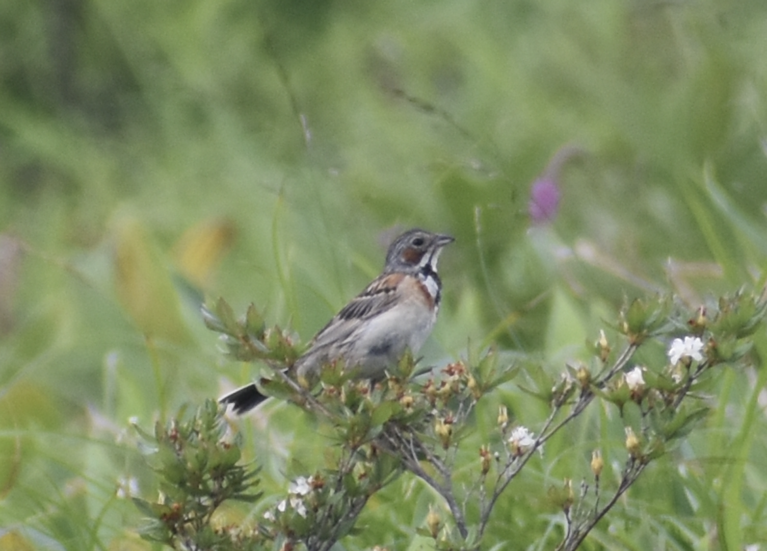 Chestnut Eared Bunting ~ Mt. Karamatsu, Hakuba