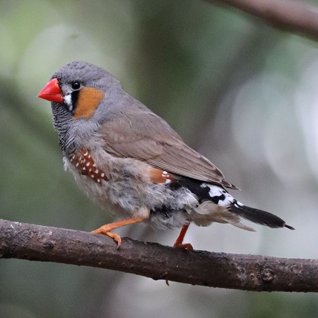 Chestnut-eared finch (Taeniopygia guttata castanotis)