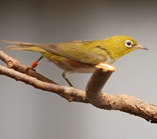 Chestnut-flanked white-eye