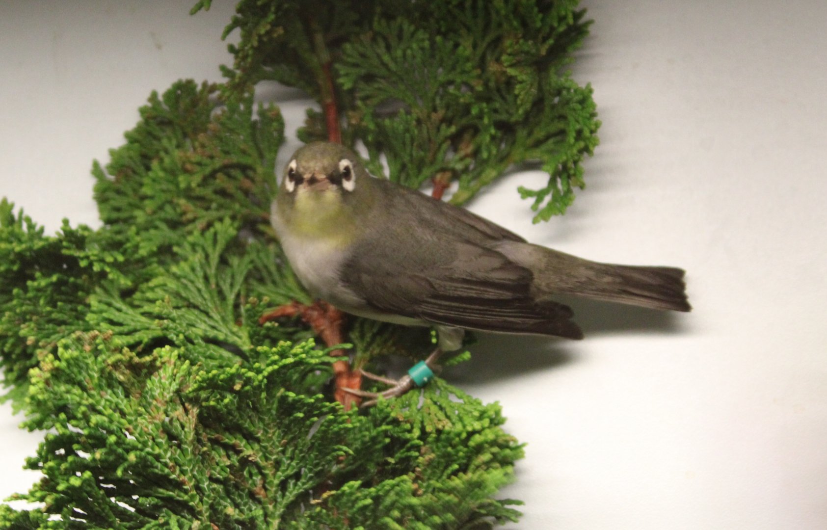 Chestnut-flanked white-eye
