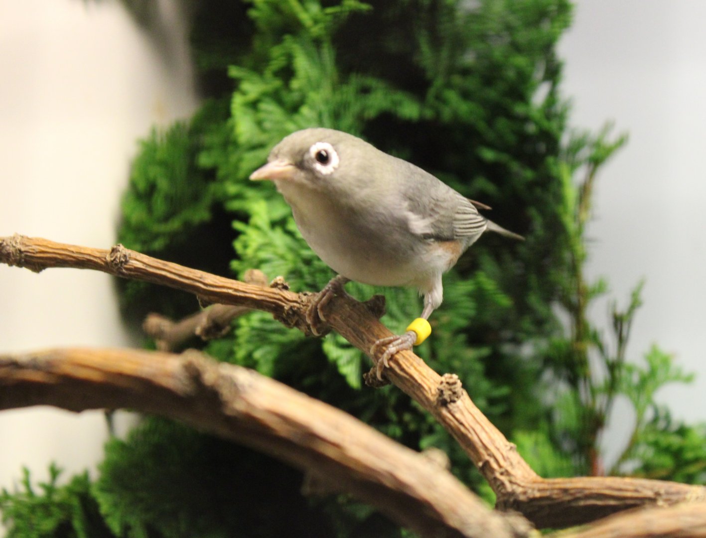 Chestnut-flanked white-eye