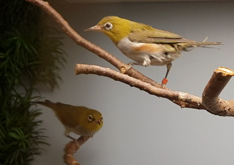 Chestnut-flanked white-eyes