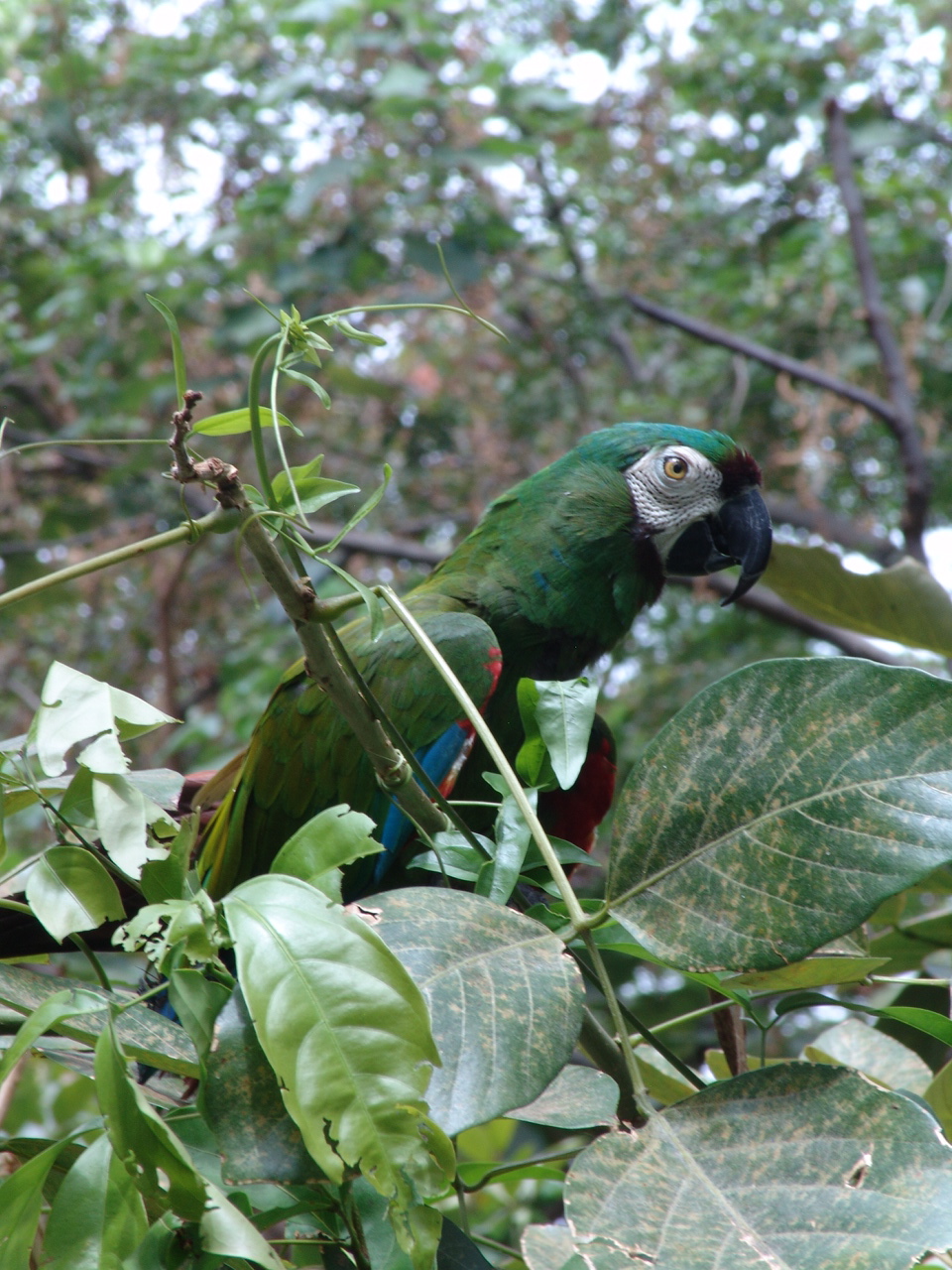 Chestnut-fronted Macaw (Ara severa)