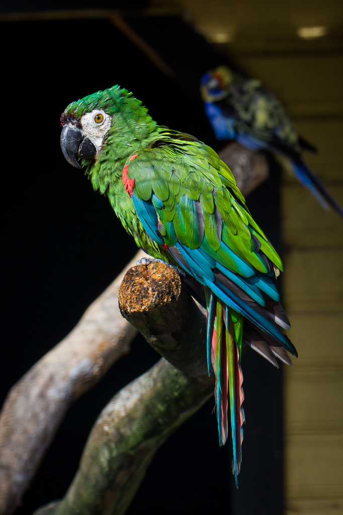 Chestnut-fronted Macaw - Ara severus