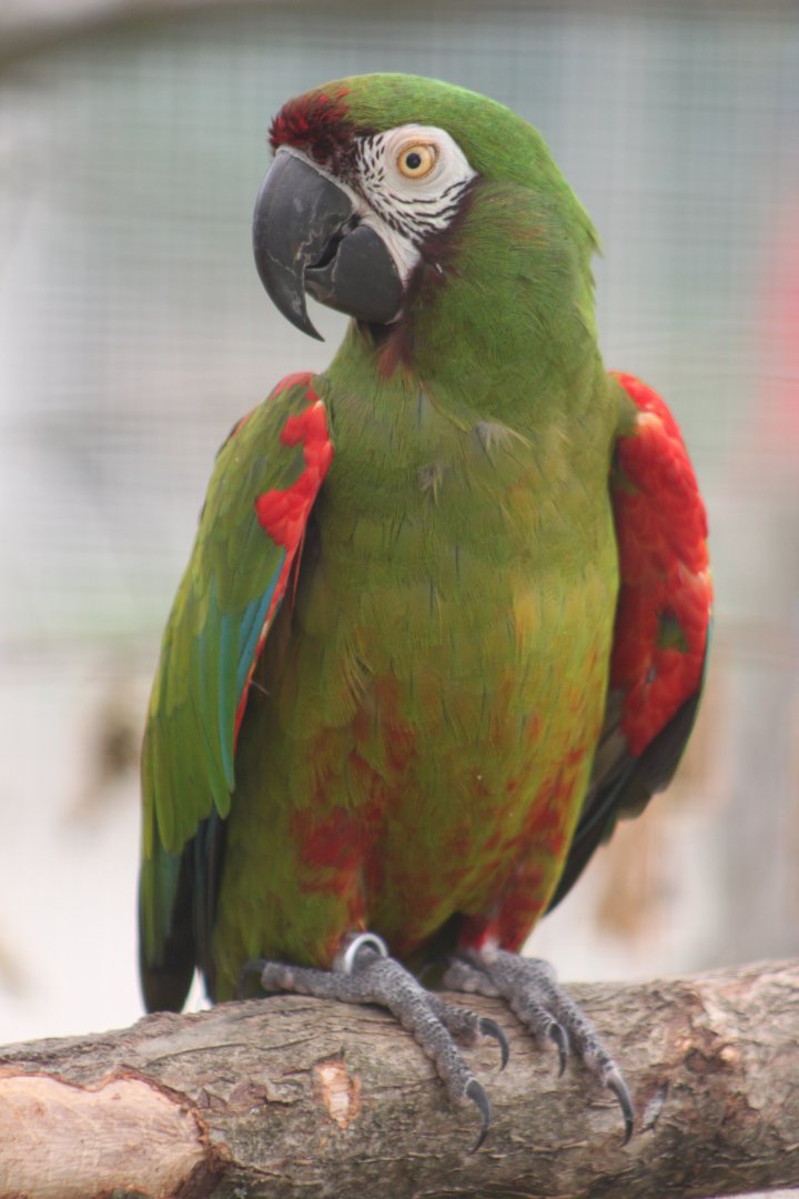 Chestnut-fronted macaw (Ara severus)
