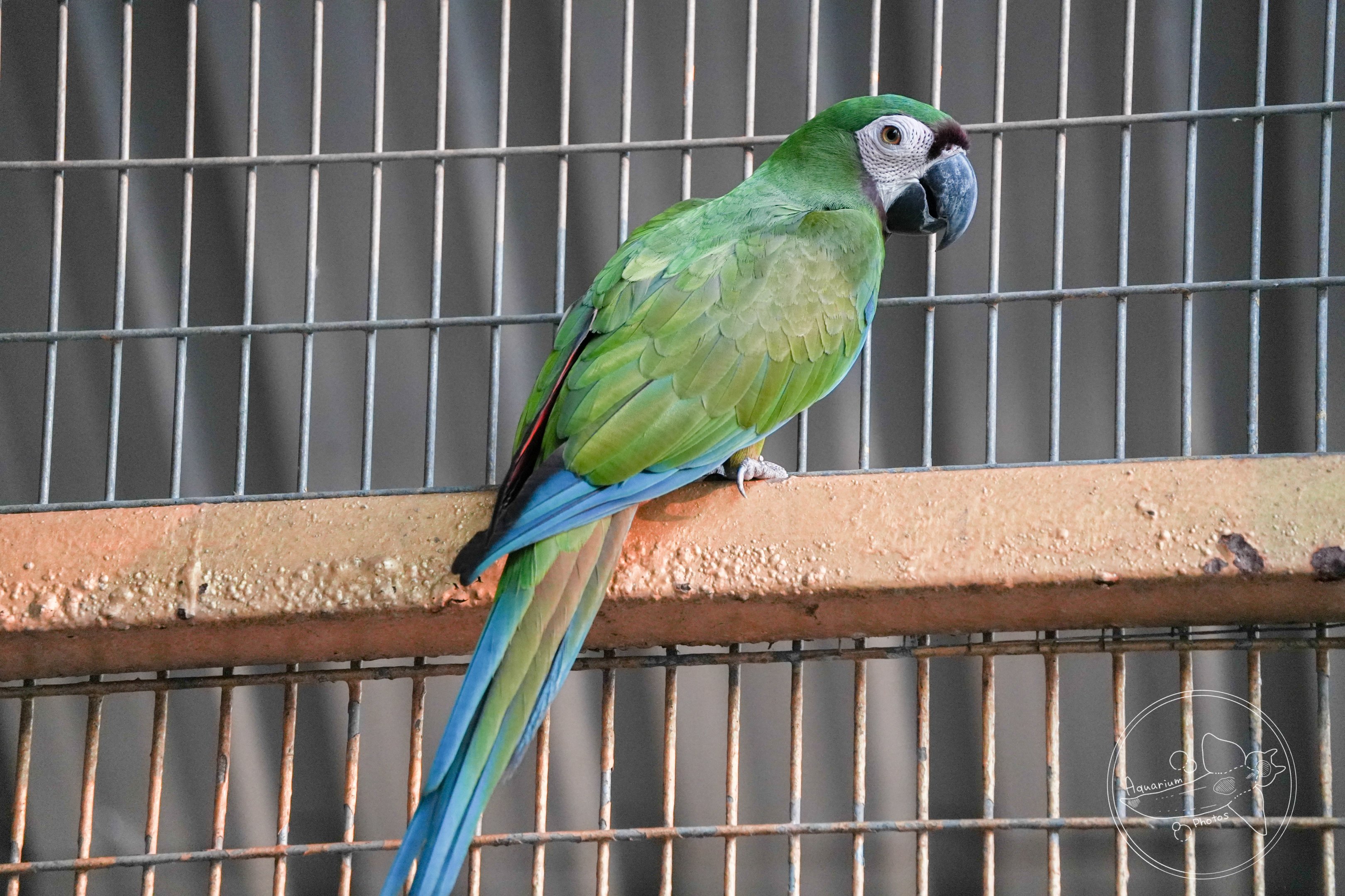 Chestnut-fronted macaw (Ara severus)