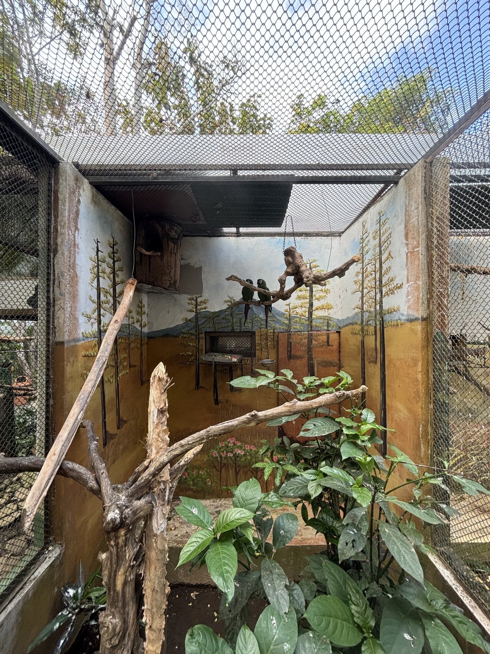 Chestnut-fronted Macaw Aviary