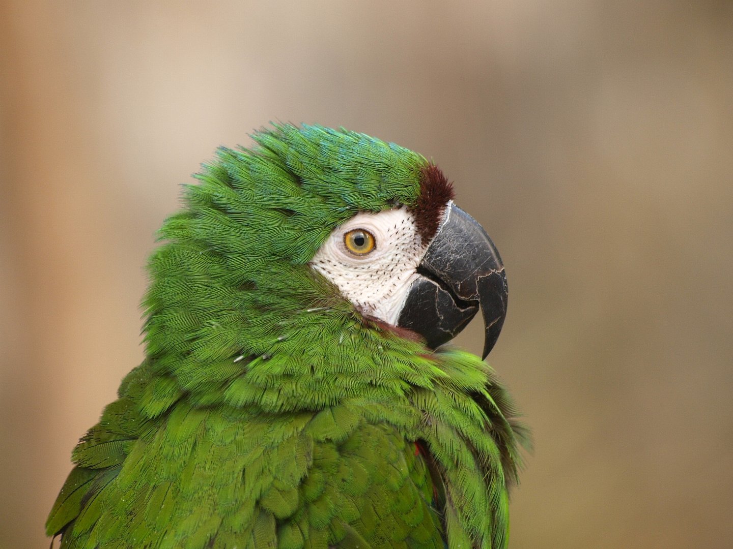Chestnut-fronted macaw or Severe macaw (Ara severus), 2015-11-08