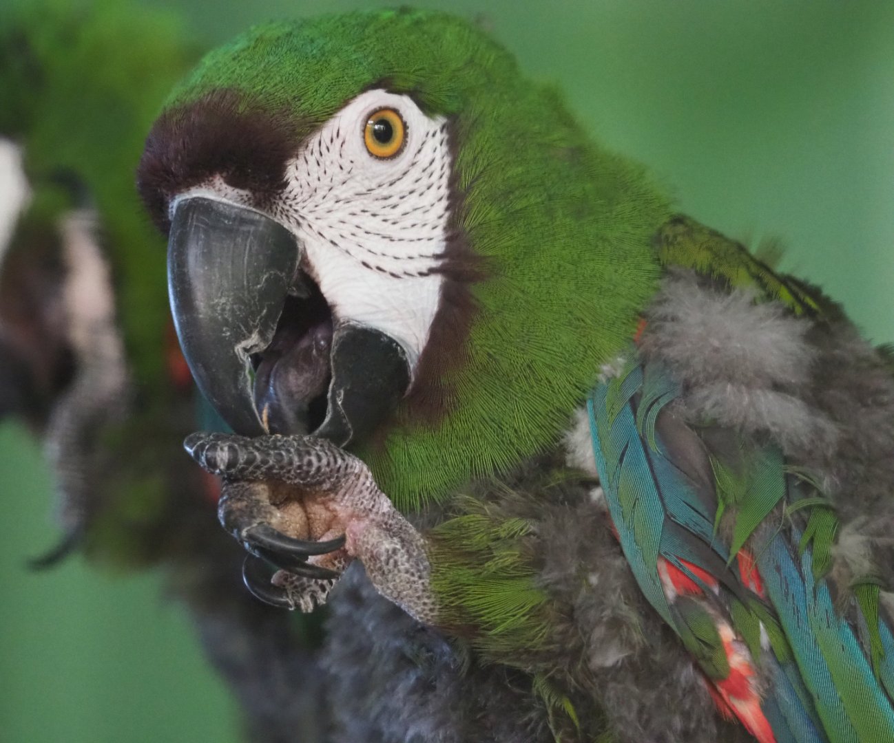 Chestnut-fronted macaw or Severe macaw (Ara severus), 2020-06-20