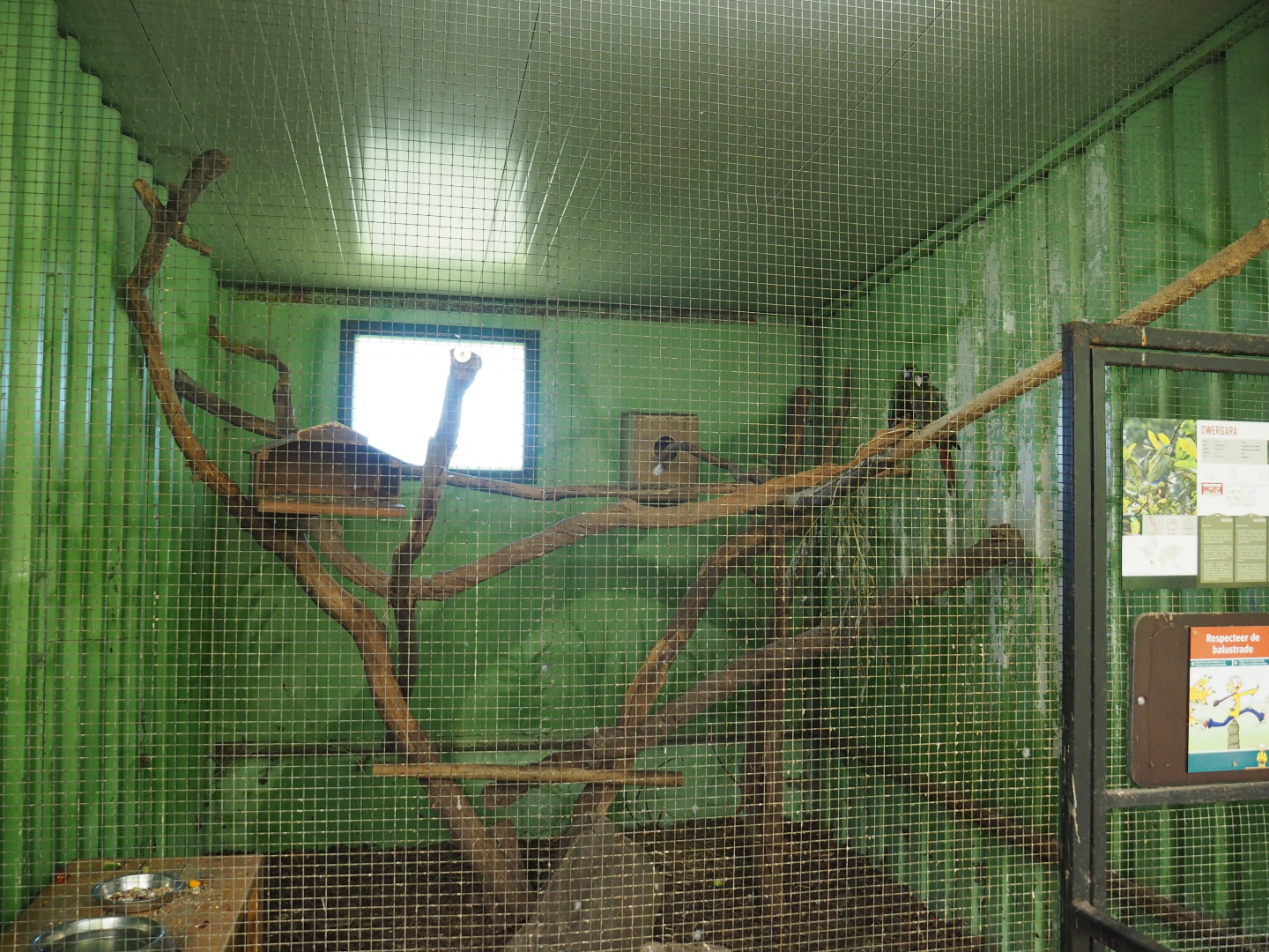 Chestnut-fronted macaw or Severe macaw aviary, 2020-06-20