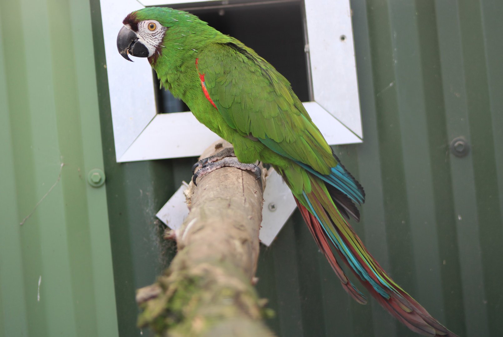 Chestnut-fronted macaw