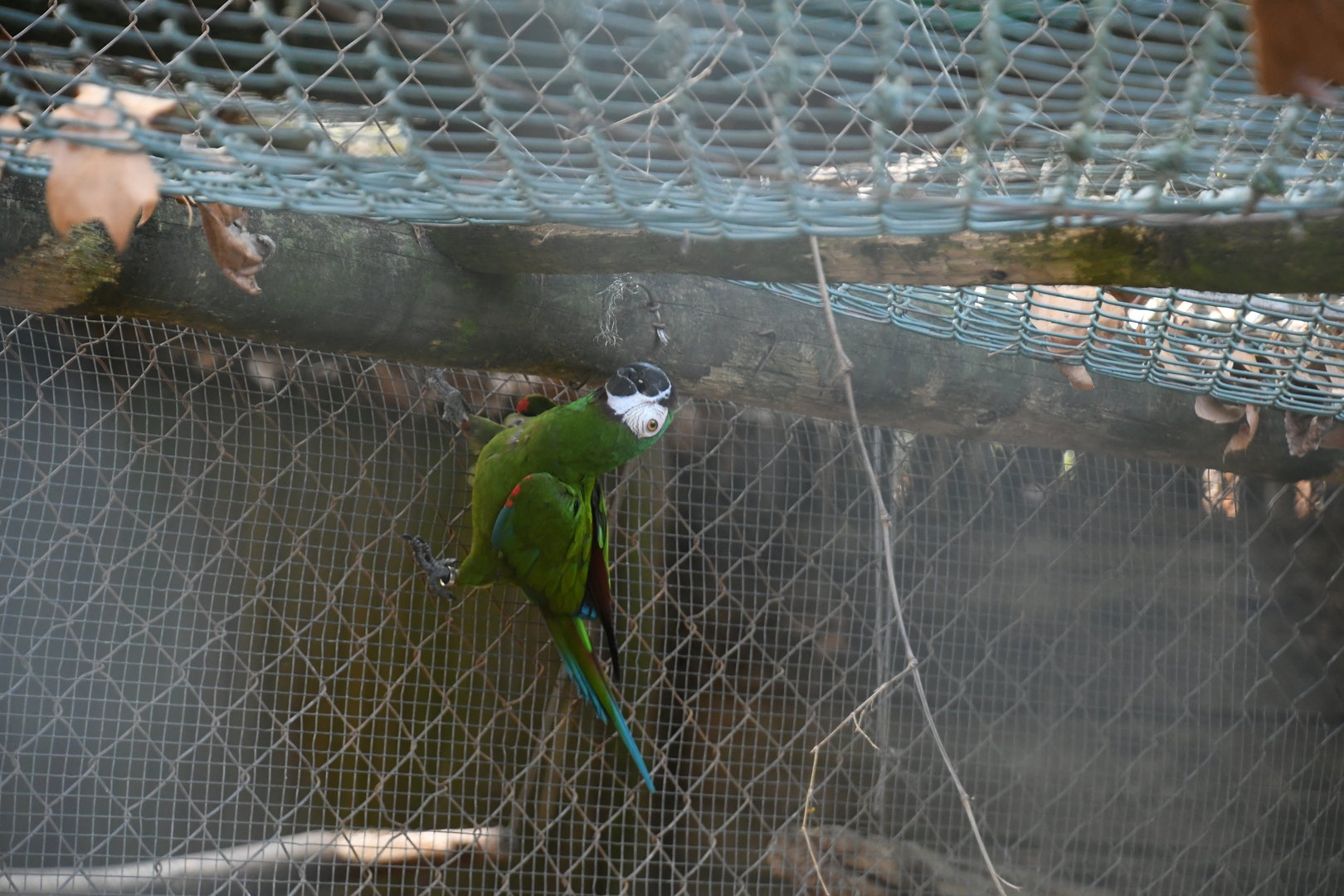 Chestnut-fronted Macaw
