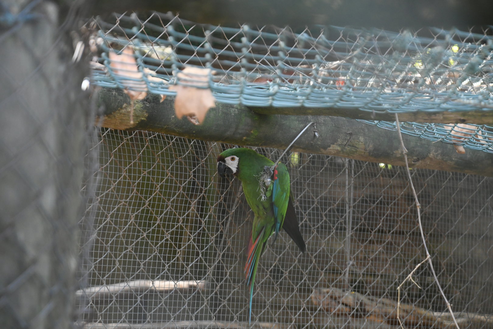 Chestnut-fronted Macaw