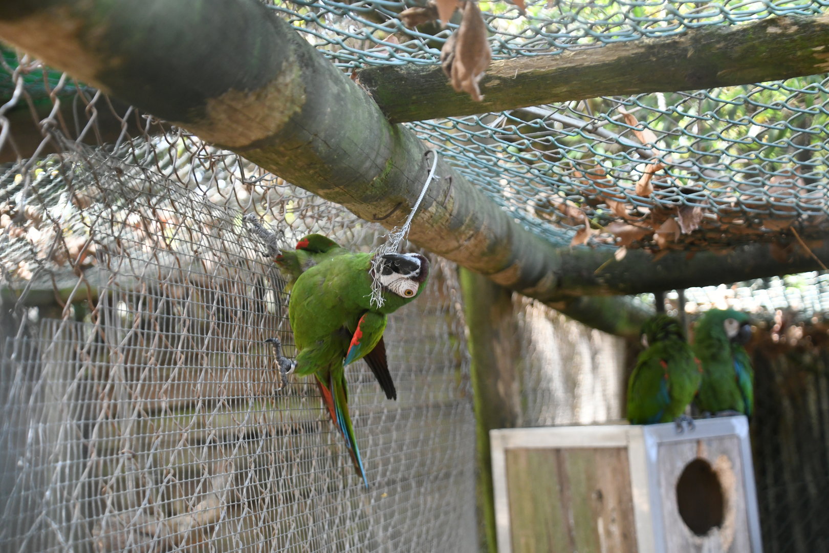 Chestnut-fronted Macaw