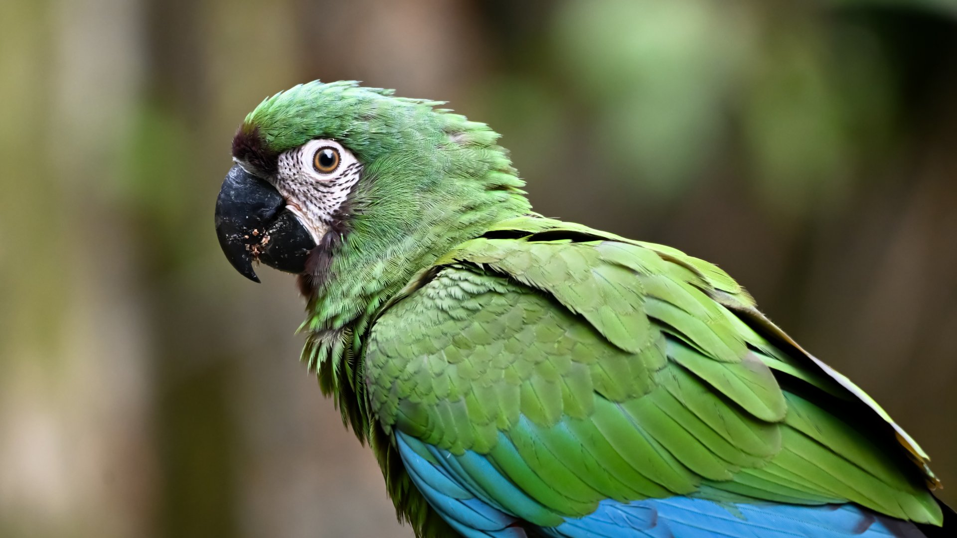Chestnut-fronted macaw