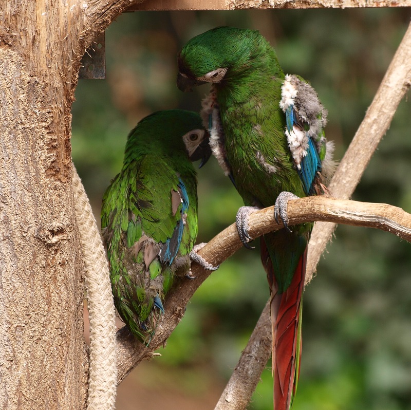 Chestnut-fronted macaws (April 19th, 2015)