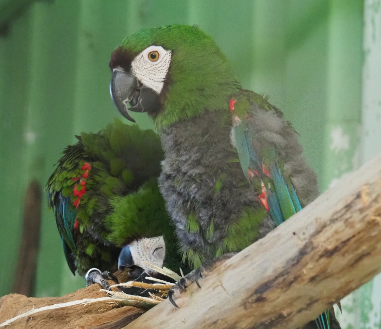 Chestnut-fronted macaws or Severe macaws (Ara severus), 2020-06-20