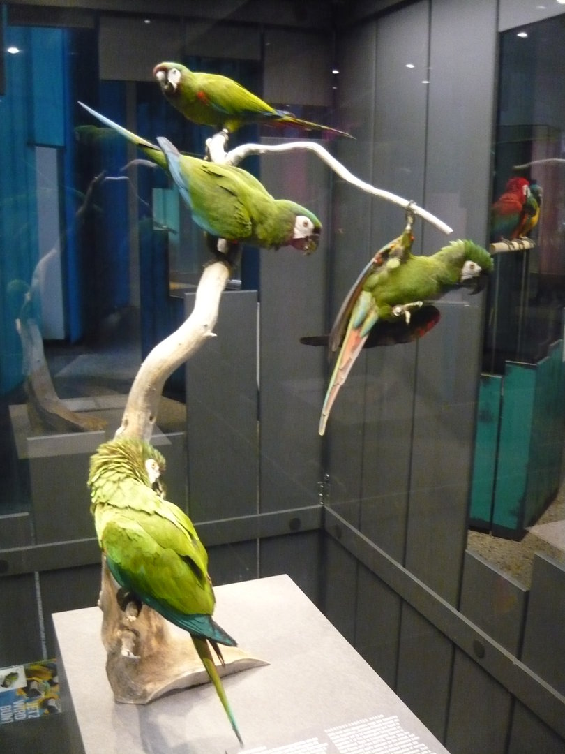 Chestnut-fronted macaws