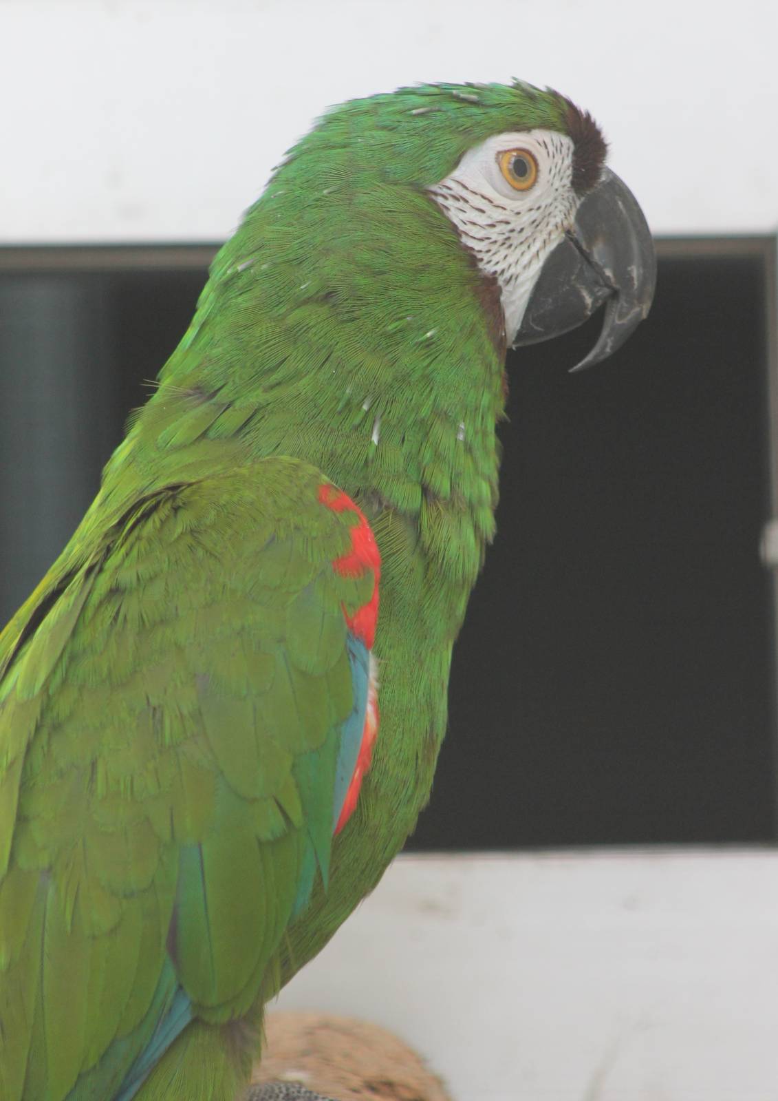 Chestnut-fronted / Severa macaw