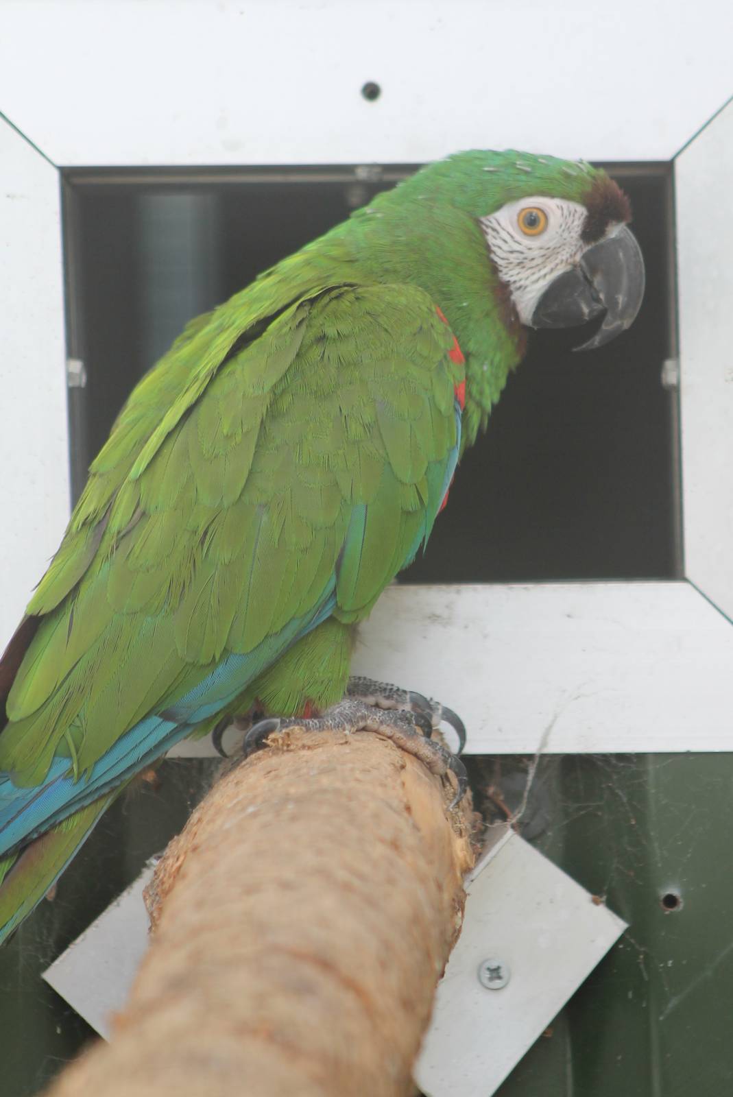 Chestnut-fronted / Severa macaw