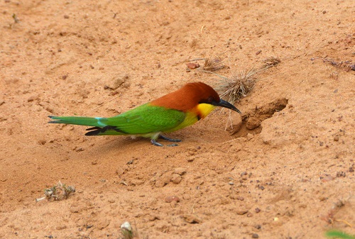 Chestnut-headed bee-eater at nest hole