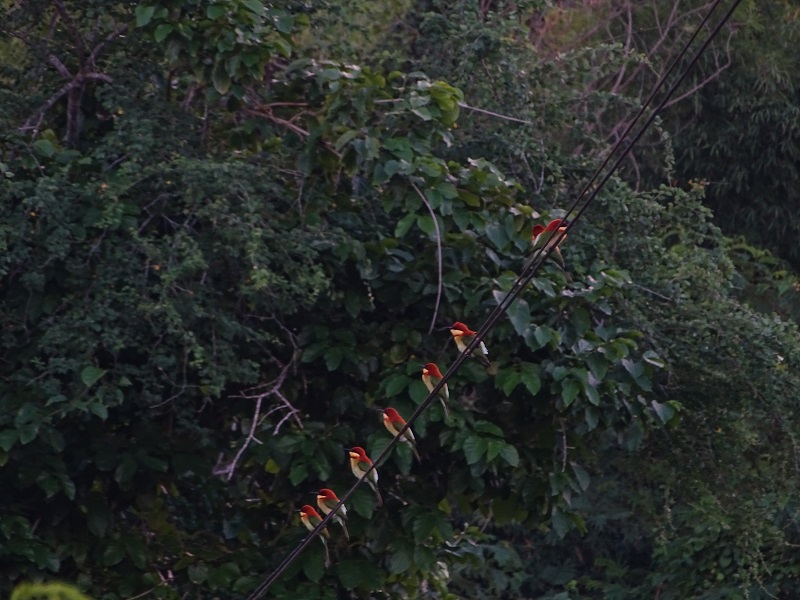 Chestnut-headed Bee-Eater (Merops leschenaulti leschenaulti)