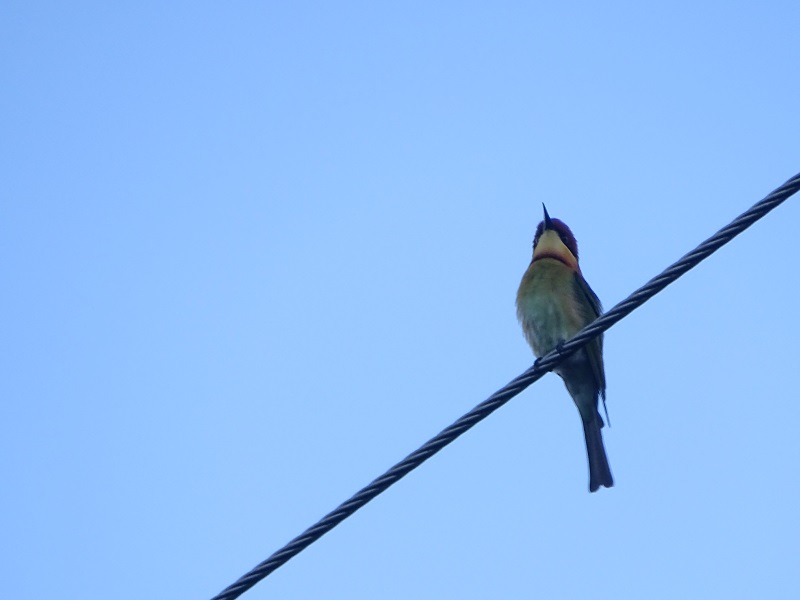 Chestnut-headed Bee-Eater (Merops leschenaulti leschenaulti)