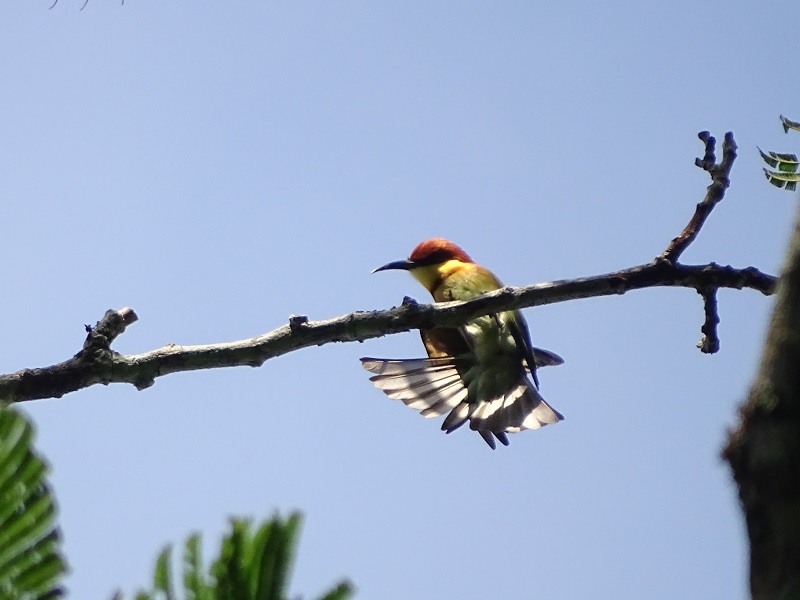 Chestnut-headed bee-eater (Merops leschenaulti leschenaulti)