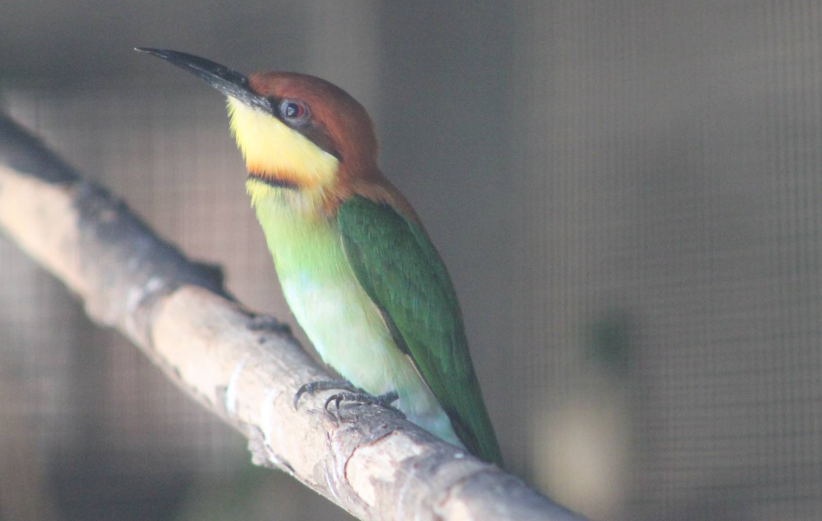 chestnut-headed bee-eater (Merops leschenaulti)