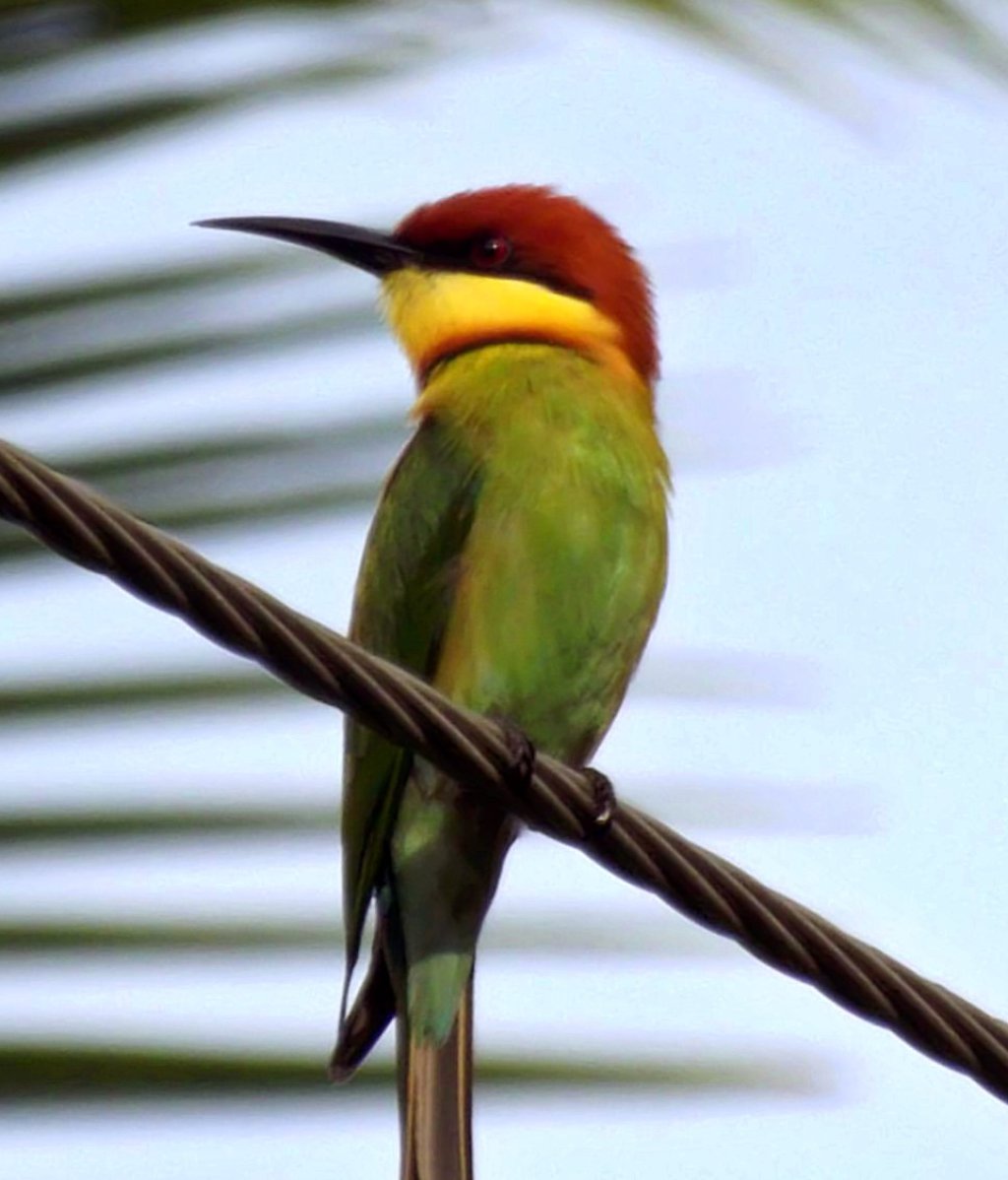 Chestnut headed bee-eater