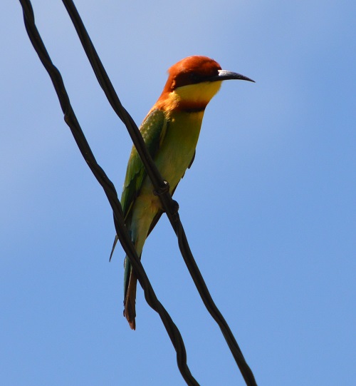 Chestnut-headed bee-eater