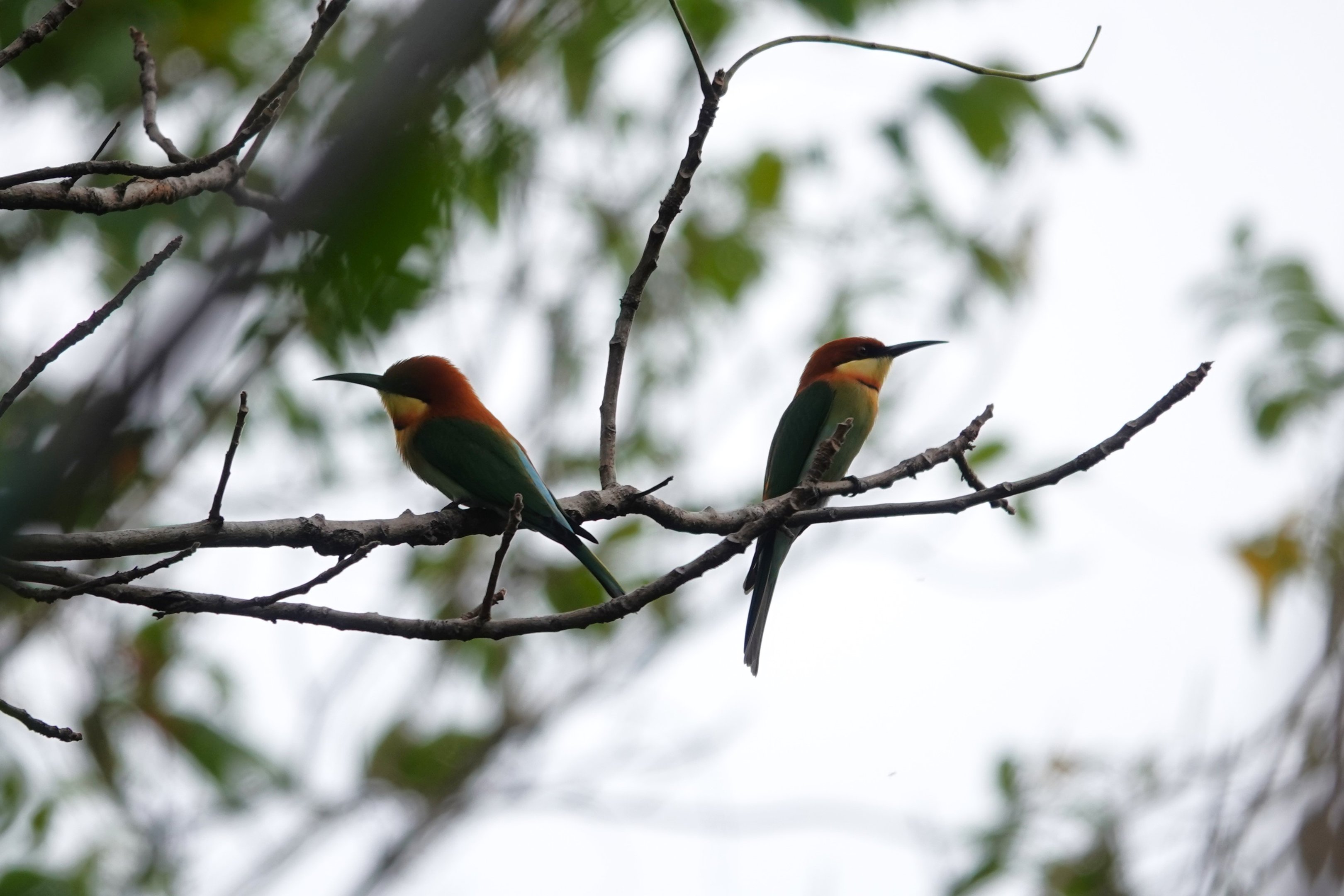 Chestnut-headed Bee-eater