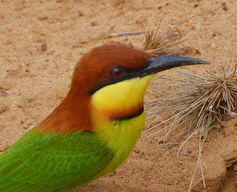 Chestnut-headed bee-eater